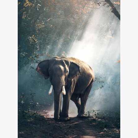 Elephant Poster