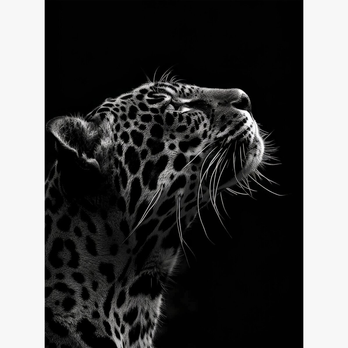 Αφίσα «Black and White Jaguar»