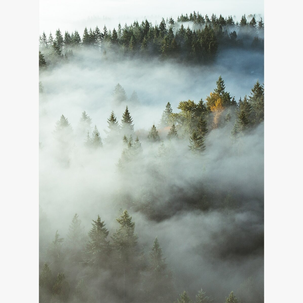 Forest In Mist Poster