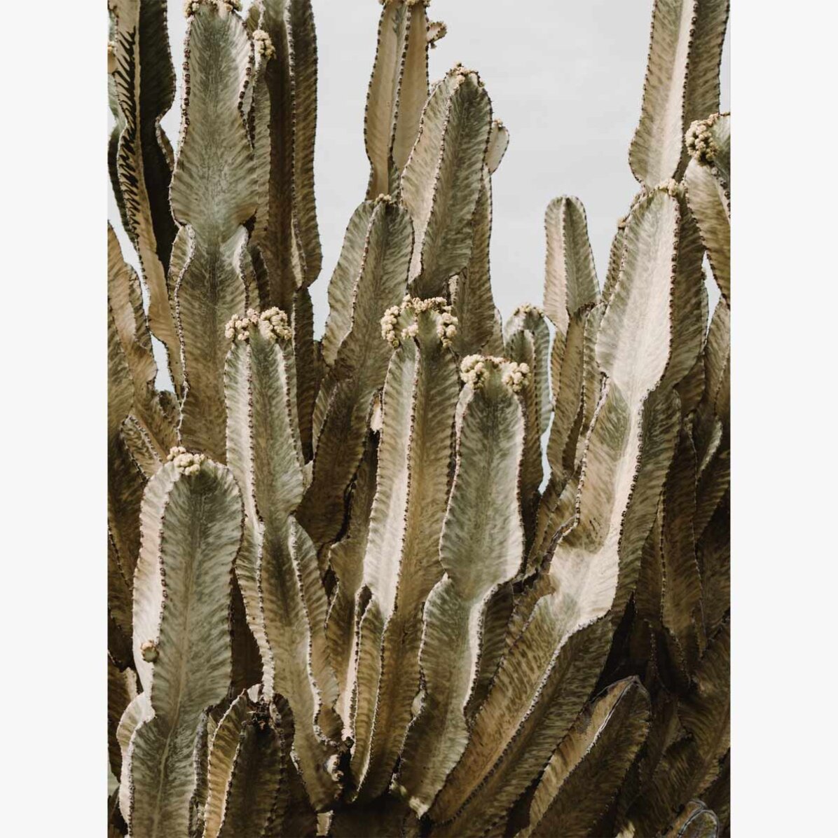 Green cactus poster