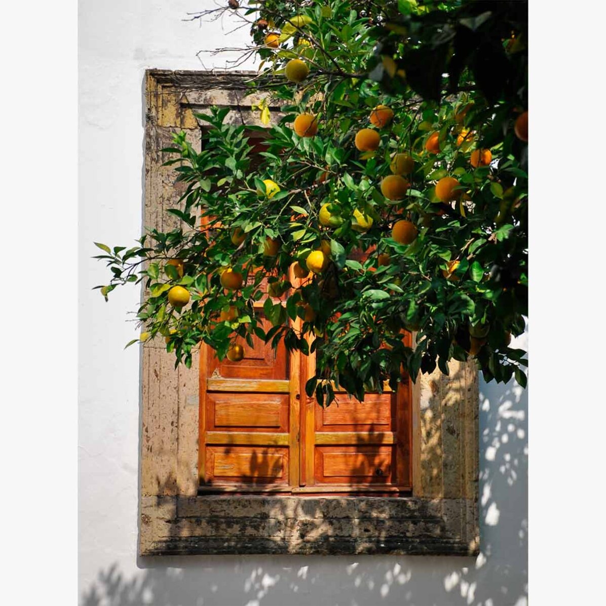 Orange tree poster
